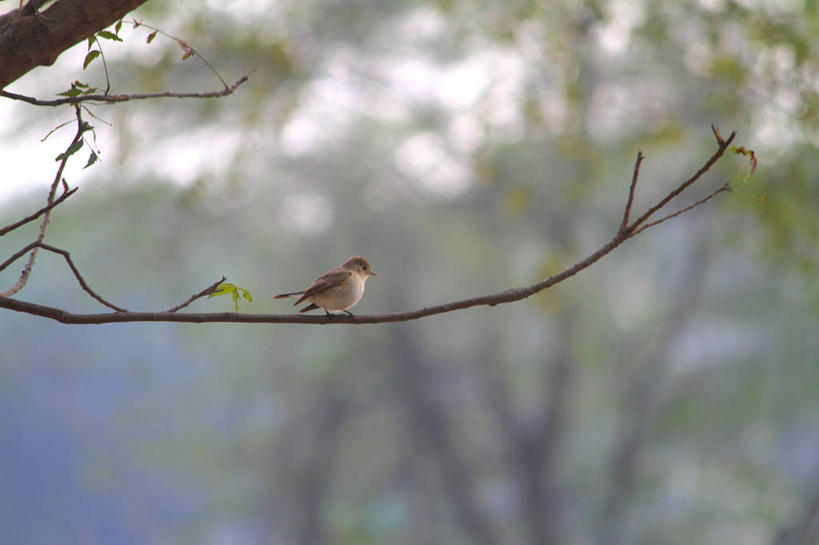 无人,横图,室外,特写,白天,森林,野生动物,印度,小的,鸟类,茎,树,自然,摄影,栖息,哈里亚纳邦,彩图