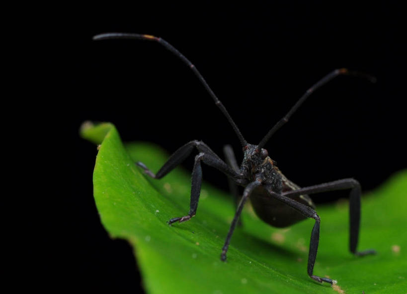 无人,横图,室外,特写,白天,野生动物,叶子,马来西亚,黑色背景,昆虫,绿色,黑色,摄影,甲虫,彭亨州,彩图