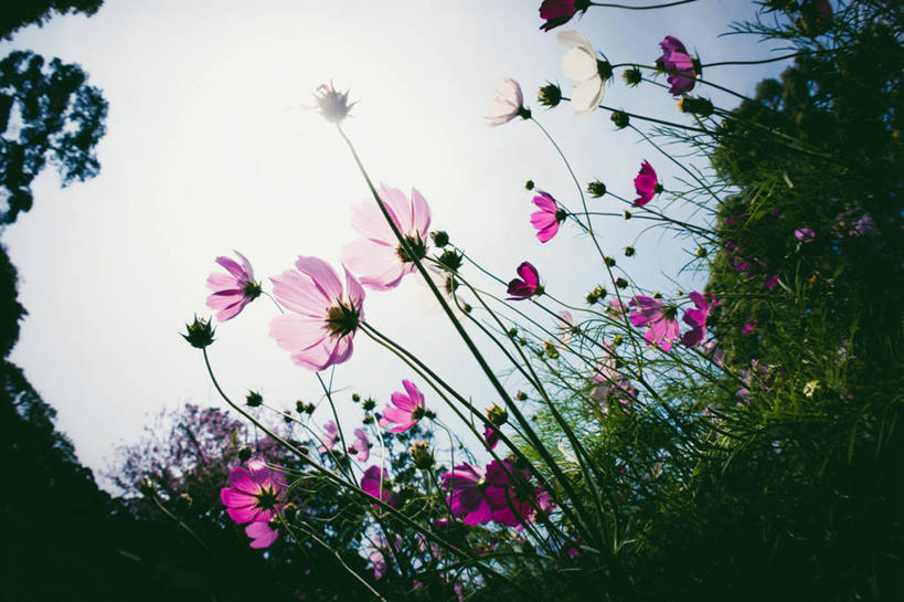 无人,横图,室外,白天,仰视,台湾,许多,很多,草,花,天空,自然,摄影,大波斯菊,生长,宁静,脆弱,雄蕊,清新,台中,彩图,低角度拍摄