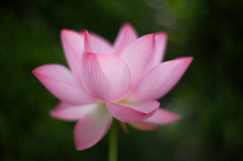 无人,横图,室外,特写,白天,莲花,日本,盛开,茎,花蕾,花,花瓣,花朵,鲜花,一朵,一个,绿色,花苞,花蕊,摄影,单个,脆弱,清新,彩图