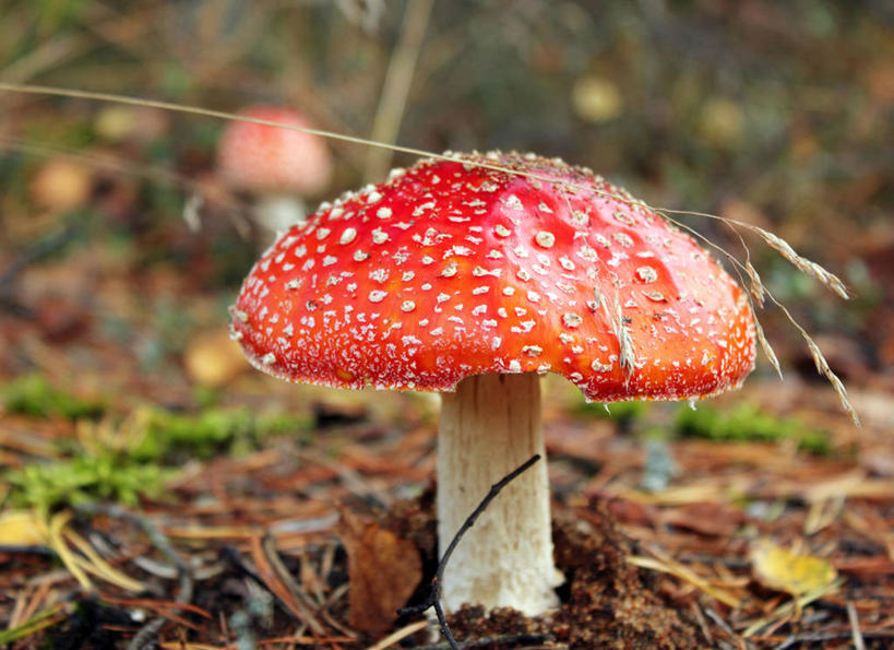 无人,横图,室外,特写,白天,瑞典,斑点,蘑菇,茎,红色,自然,摄影,生长,清新,毒蘑菇,危险,彩图
