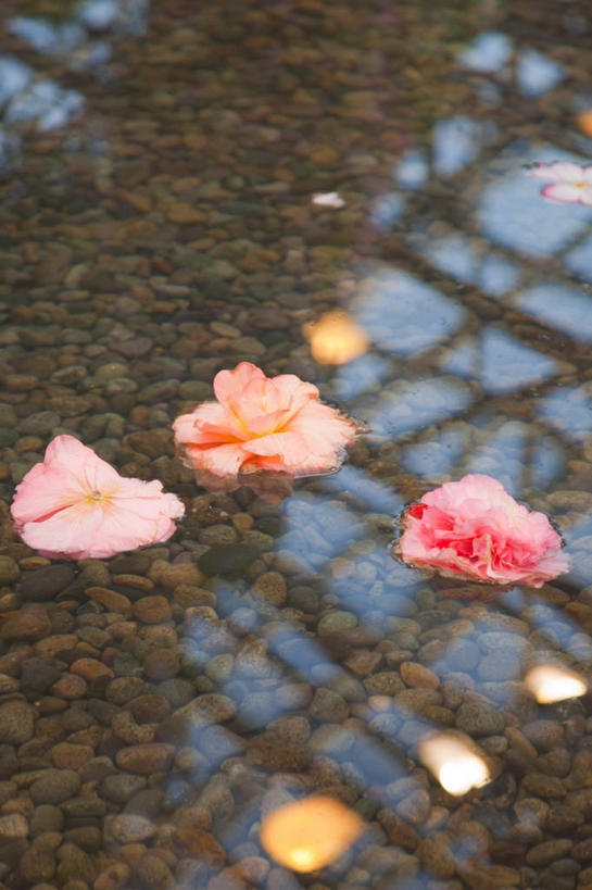 无人,公园,竖图,俯视,室内,白天,水,名古屋,日光,日本,阴影,漂浮,透明,温室,花,自然,摄影,生长,秋海棠,脆弱,清新,彩图,高角度拍摄