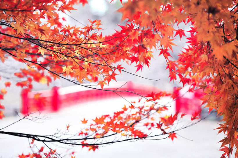 无人,公园,横图,室外,白天,雪,叶子,日本,亚洲,冬天,枝,自然,寒冷,摄影,改变,东亚,本州,本州岛,日本国,青森,青森县,东北地方,弘前,弘前市,彩图,青森弘前公园