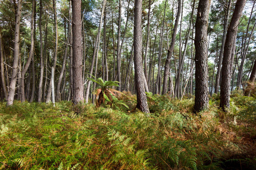 无人,横图,室外,白天,森林,树林,新西兰,风景,自然,摄影,生长,宁静,蕨类,彩图