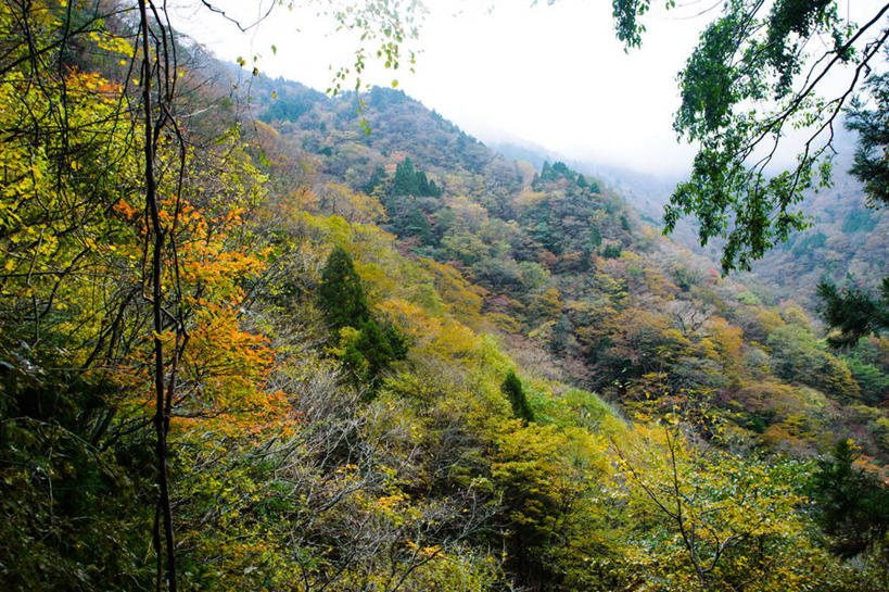 无人,横图,俯视,室外,美景,森林,山,奈良县,日本,亚洲,景观,枝,天空,自然,景色,摄影,灌木,宁静,自然风光,东亚,本州,本州岛,日本国,近畿地方,奈良,近畿,秋天,彩图,高角度拍摄