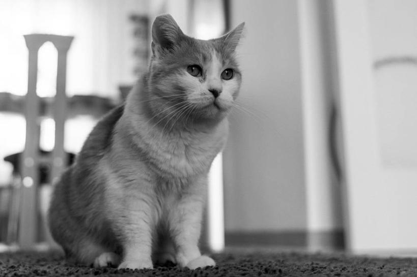 无人,坐,横图,俯视,黑白,室内,地毯,宠物,猫,德国,首都,柏林,家畜,摄影,高角度拍摄,好奇心