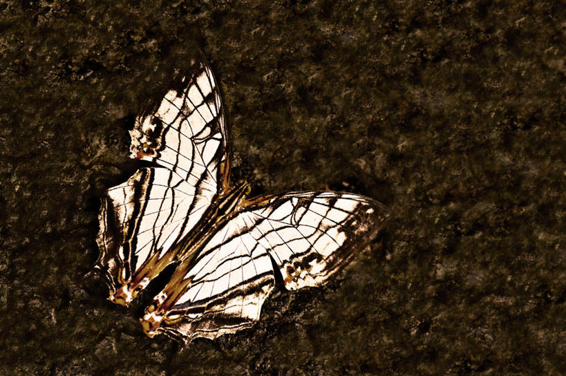 无人,横图,室外,特写,白天,野生动物,蝴蝶,台湾,昆虫,陆地,泥土,摄影,彩图