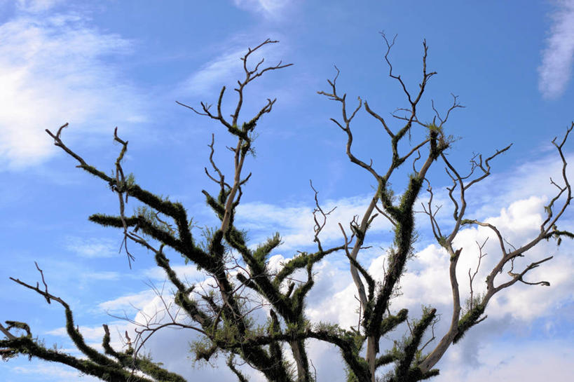 无人,横图,室外,白天,日光,马来西亚,云,枝,天空,自然,摄影,宁静,死亡,结束,殒命,灭亡,彩图,柔佛