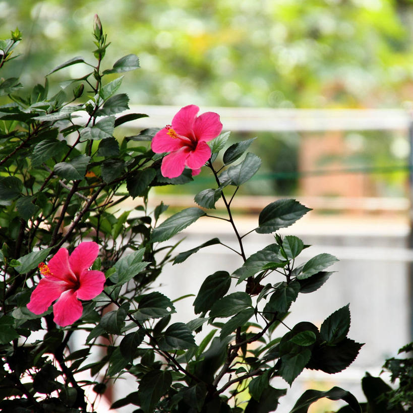 无人,方图,室外,白天,美景,叶子,马来西亚,景观,木槿,木槿花,美丽,花,自然,春天,景色,摄影,生长,脆弱,坚韧,自然风光,永恒,质朴,无穷花,吉打州,彩图