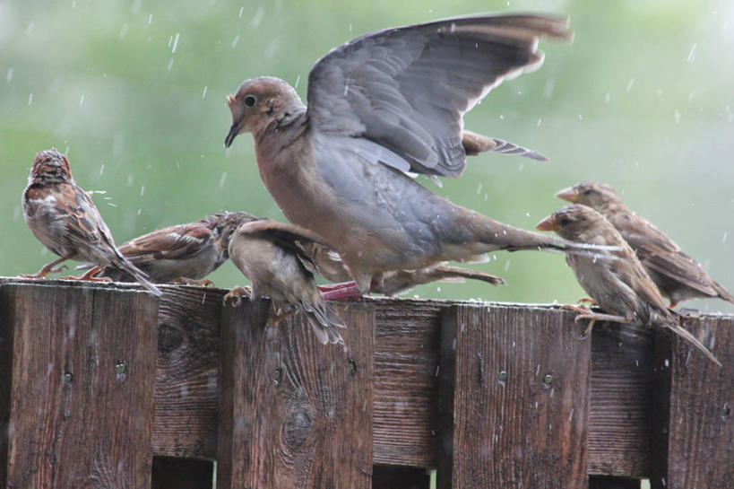 无人,横图,室外,白天,雨,野生动物,美国,木制,麻雀,鸟类,天气,摄影,栖息,拍打,波士顿,马萨诸塞,彩图