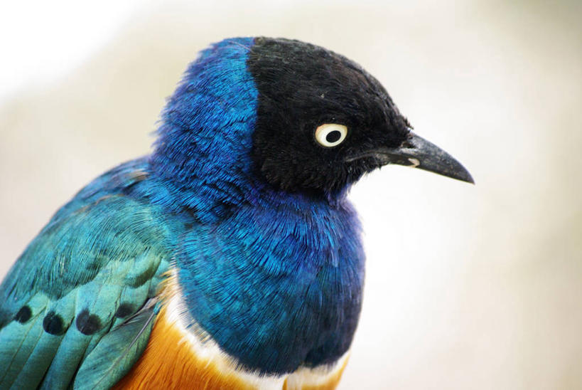 无人,横图,室外,特写,白天,野生动物,肯尼亚,鸟类,摄影,栖息,部分,非洲文化,八哥,彩图