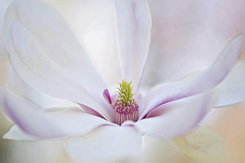 无人,横图,室外,特写,白天,玉兰花,英国,花,花瓣,粉色,白色,自然,摄影,脆弱,雄蕊,清新,辛夷,木兰花,白金汉郡,玉兰,应春花,木兰,白玉兰,玉树,彩图,望春,玉堂春