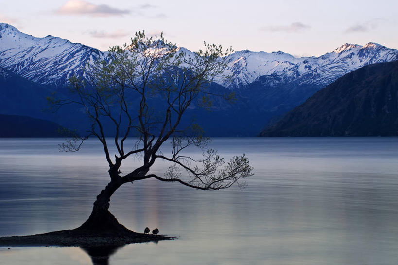 无人,横图,室外,白天,湖,美景,山,山脉,雪,雪山,新西兰,景观,云,冬天,枝,风景,天空,自然,景色,寒冷,摄影,宁静,自然风光,剪影,瓦纳卡湖,彩图