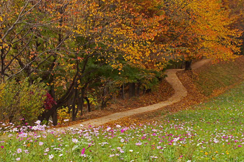 无人,横图,室外,白天,韩国,小路,花,树,绿色,自然,摄影,大波斯菊,生长,改变,秋天,彩图