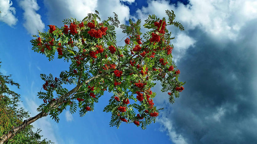 无人,横图,室外,白天,美景,德国,景观,云,花,树,天空,自然,景色,摄影,生长,自然风光,勃兰登堡州,彩图,独处