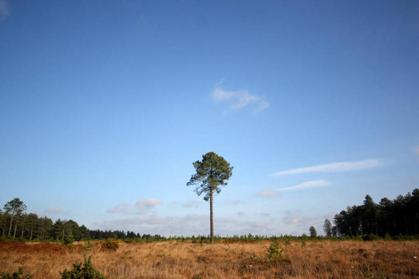无人,横图,室外,白天,美景,森林,英国,地形,景观,云,草,树,天空,自然,景色,摄影,宁静,自然风光,多塞特郡,彩图,韦勒姆