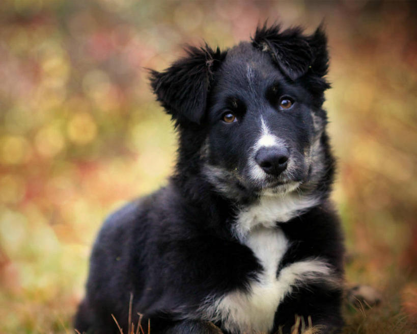 无人,横图,室外,特写,白天,宠物,狗,美国,小狗,黑色,动物,家畜,摄影,肖像,边境牧羊犬,华盛顿州,彩图