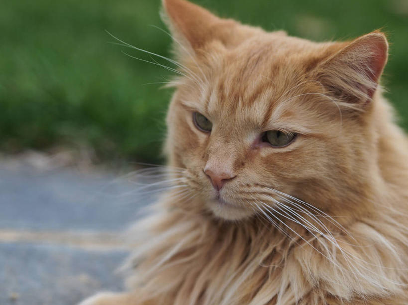 无人,横图,室外,特写,白天,宠物,猫,美国,动物,家畜,可爱,摄影,猫咪,彩图