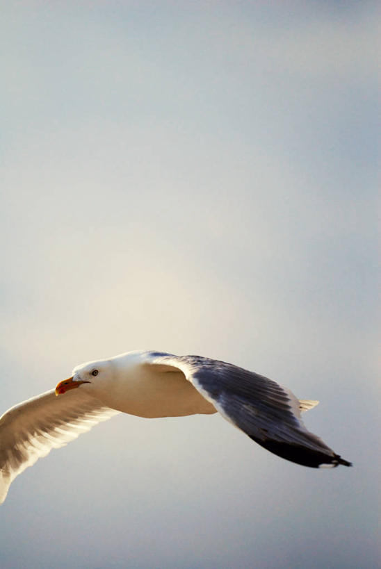 无人,竖图,室外,特写,海鸥,野生动物,美国,鸟类,半空,飞,黄昏,摄影,纽约州,万里无云,彩图