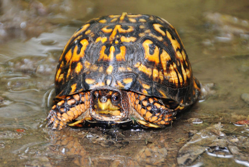 无人,横图,室外,特写,白天,野生动物,美国,湿,反射,摄影,泥,马里兰,海龟,彩图,东部箱龟