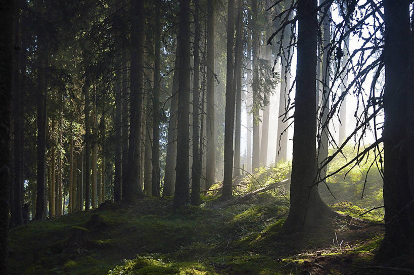 无人,横图,室外,白天,森林,树林,日光,奥地利,树,树干,自然,摄影,生长,宁静,策尔湖,彩图