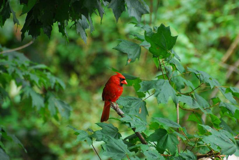无人,横图,室外,白天,鸟,野生动物,叶子,美国,鸟类,树,绿色,自然,摄影,栖息,北美,北美洲,美洲,红衣主教鸟,主红雀,北卡罗来纳州,北亚美利加洲,亚美利加洲,北卡罗来纳,焦油脚根之州,黑油鞋根之州,老北州,红衣主教蜡嘴鸟,主教鸟,彩图,北美红雀,美利坚合众国