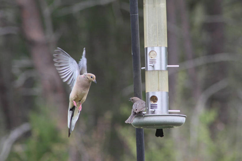 无人,横图,室外,白天,野生动物,美国,鸟类,半空,飞,动物,两只,摄影,北美,北美洲,美洲,北卡罗来纳州,北亚美利加洲,亚美利加洲,喂鸟器,北卡罗来纳,焦油脚根之州,黑油鞋根之州,老北州,牛鸟,彩图,美利坚合众国