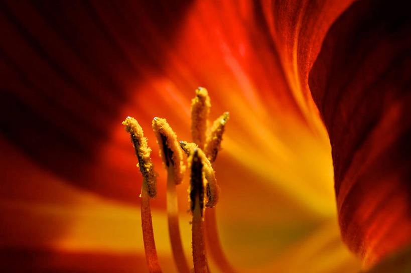 无人,横图,特写,百合花,日光,美国,花,花瓣,花朵,橙色,摄影,脆弱,雄蕊,清新,缅因州,彩图