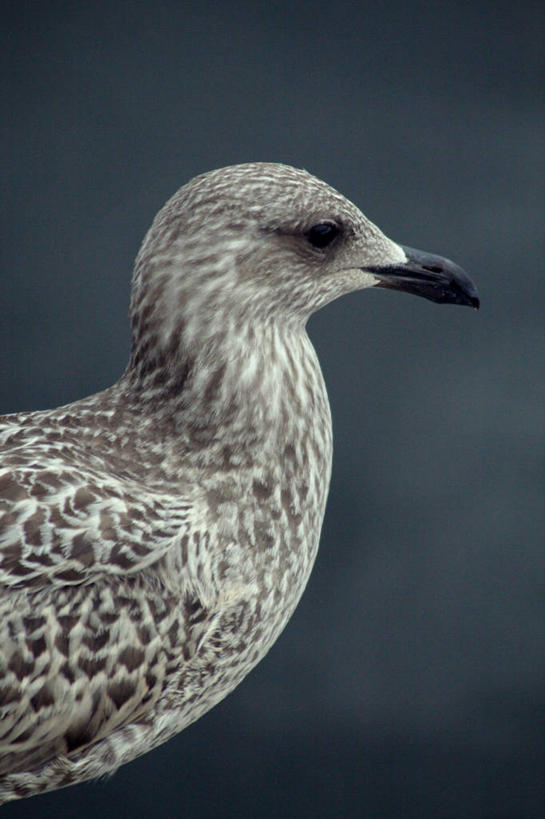 无人,竖图,室外,特写,白天,侧面,海鸥,野生动物,德国,鸟类,灰色,摄影,彩图,维斯马