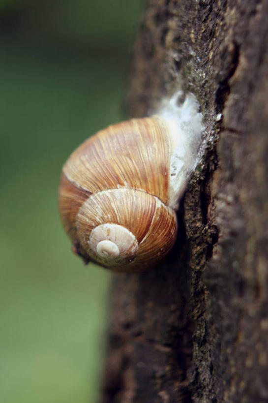 无人,竖图,室外,特写,白天,野生动物,德国,蜗牛,树皮,摄影,漩涡形,彩图