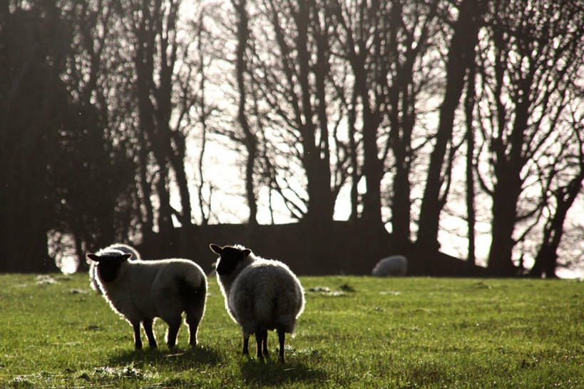 无人,横图,室外,白天,野生动物,羊,日光,英国,三只,草,树,动物,家畜,摄影,牲畜,多塞特郡,绵羊,彩图