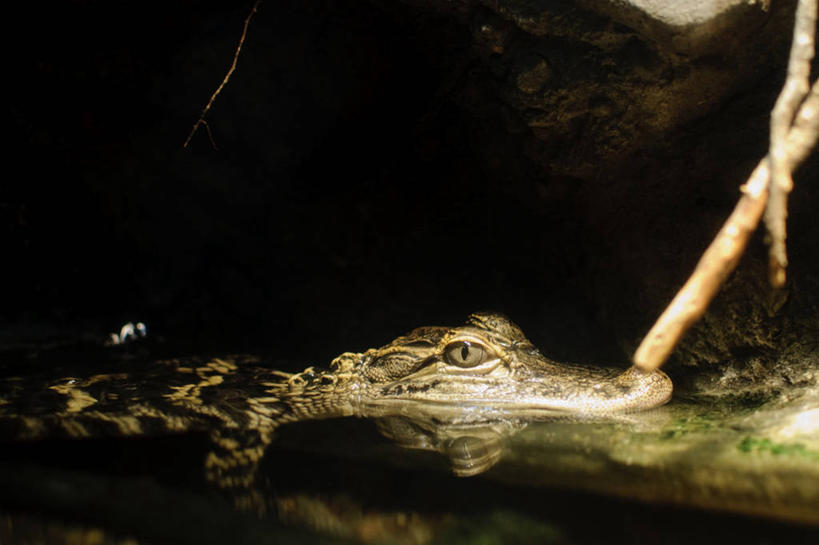 游泳,无人,横图,室外,特写,白天,鳄鱼,野生动物,加拿大,反射,爬行动物,动物,摄影,凶猛,短吻鳄,多伦多,美国短吻鳄,密河鳄,死水,残暴,凶残,彩图