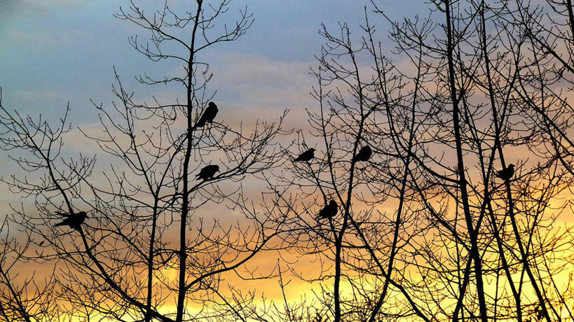 无人,横图,室外,日出,野生动物,德国,鸟类,云,首都,柏林,天空,摄影,栖息,乌鸦,剪影,彩图