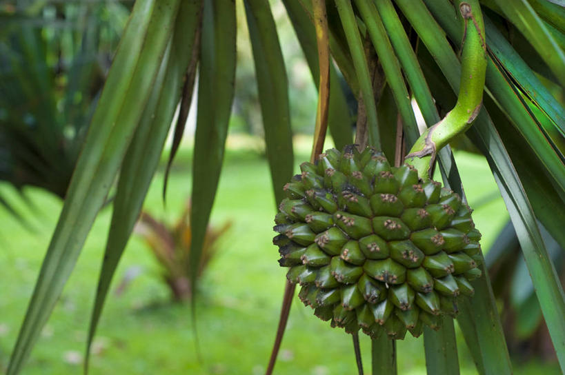 无人,植物园,横图,室外,特写,白天,水果,委内瑞拉,首都,饮食,草,绿色,南美,摄影,生长,南美洲,拉丁美洲,清新,美洲,亚美利加洲,南亚美利加洲,加拉加斯,委内瑞拉玻利瓦尔共和国,彩图