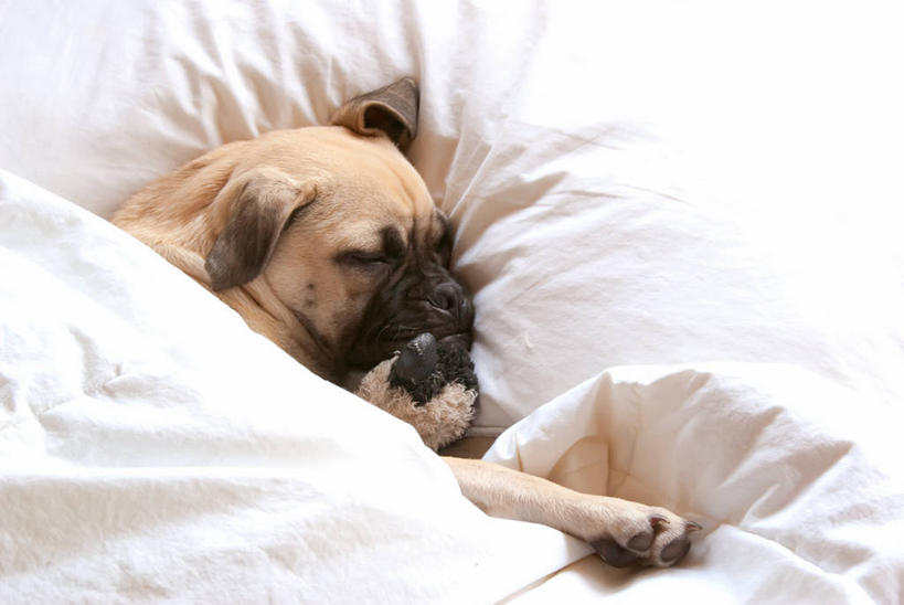 无人,躺,横图,俯视,室内,白天,床,卧室,宠物,狗,澳大利亚,小的,毯子,家畜,放松,摄影,毛绒玩具,哈巴狗,悉尼,新南威尔士,睡觉,彩图,高角度拍摄