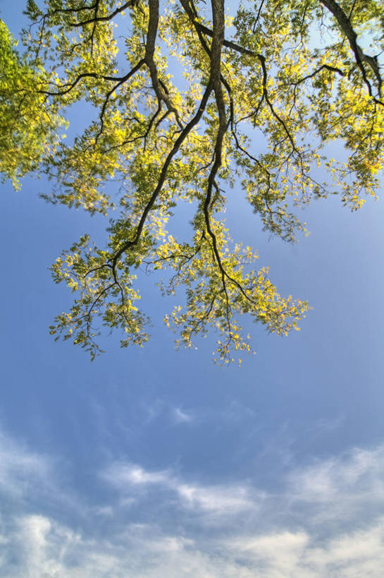 无人,竖图,室外,白天,叶子,美国,枝,注视,树,自然,观察,看,摄影,生长,观看,察看,白杨树,关注,白杨,维吉尼亚,大叶杨,彩图,颤杨,冲天杨,响杨