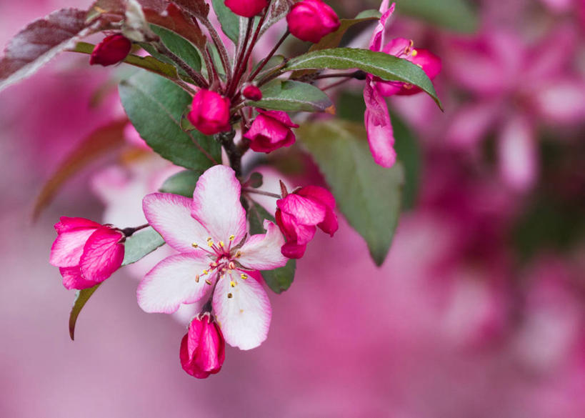无人,横图,室外,特写,白天,美国,花,树,粉色,自然,摄影,脆弱,清新,苹果花,苹果树,伊利诺斯州,彩图
