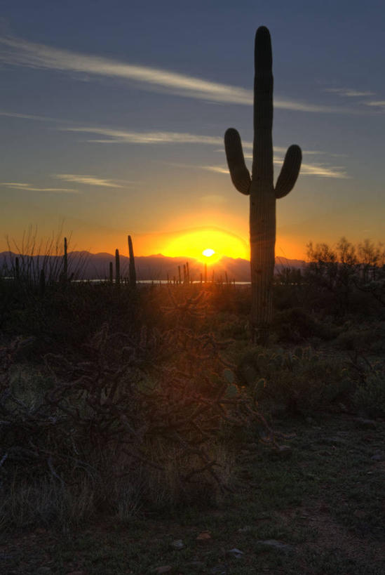 无人,竖图,室外,镜头眩光,日落,沙漠,山,仙人掌,日光,美国,地形,草,树,风景,天空,自然,摄影,生长,宁静,亚利桑那,北美,北美洲,国家公园,美洲,亚利桑那州,大峡谷之州,北亚美利加洲,亚美利加洲,萨瓜罗国家公园,皮马县,彩图,美利坚合众国