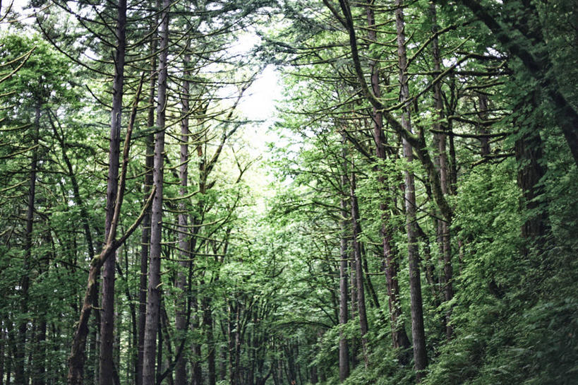 无人,横图,室外,白天,森林,植物,美国,树,树木,绿色,天空,自然,摄影,生长,成长,宁静,彩图