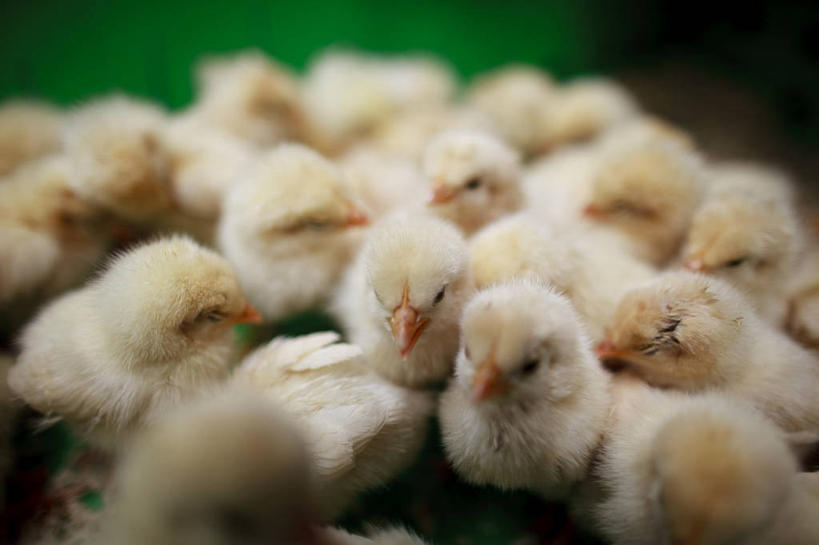 无人,横图,室外,特写,白天,南京,一群,许多,丰富,鸟类,很多,黄色,动物,摄影,牲畜,彩图,小鸡