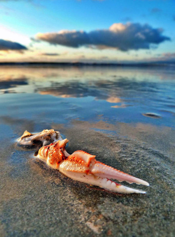 无人,竖图,特写,海洋,新西兰,螃蟹,沙子,云,天空,摄影,爪,部分,死亡,结束,海滩,彩图