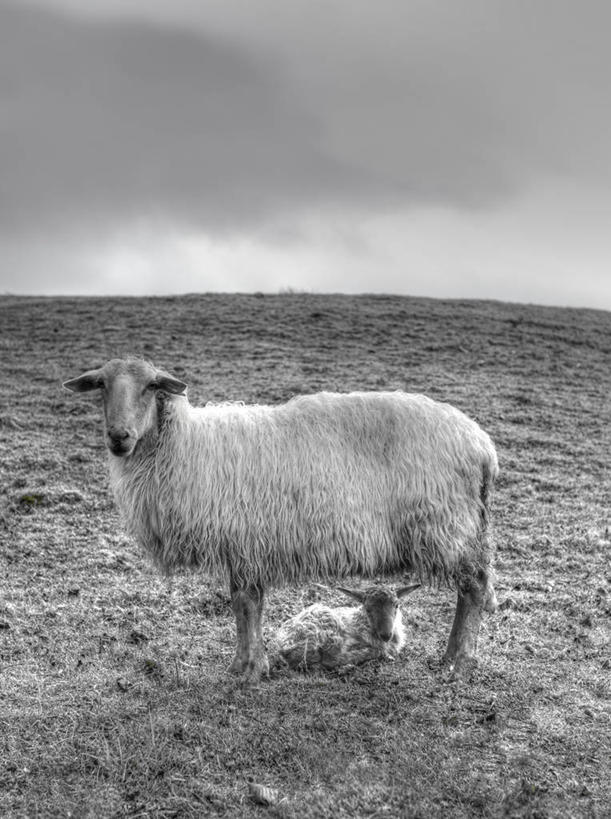 无人,站,坐,竖图,黑白,室外,白天,山,西班牙,地平线,辽阔,地面,草,动物,两只,广阔,家畜,摄影,牲畜,一望无际,羊羔,延伸,天地相交,无边无际,一马平川,绵羊