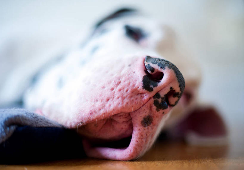 无人,躺,横图,室内,特写,白天,床,卧室,宠物,狗,英国,休息,家畜,放松,摄影,大丹狗,睡觉,彩图