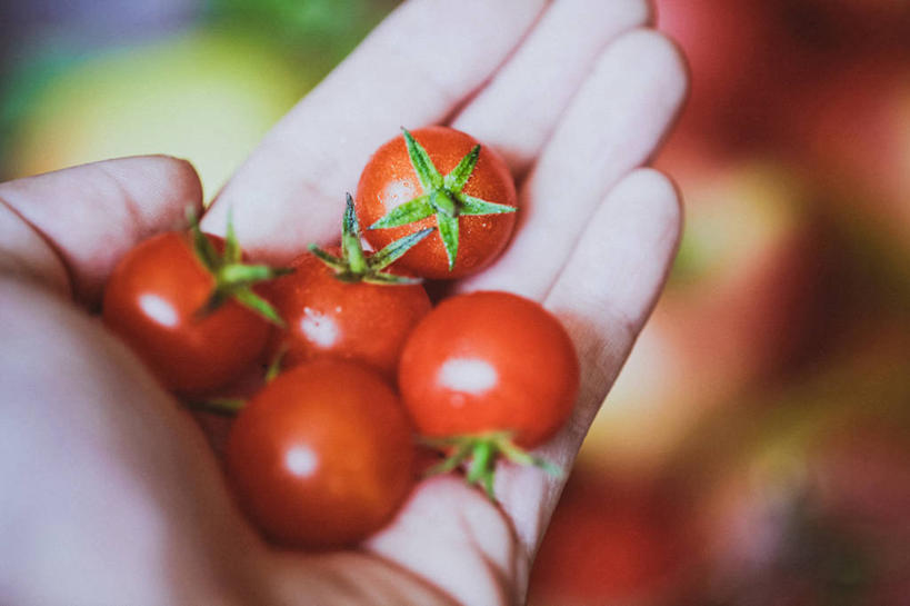 手,一个人,横图,室内,特写,法国,小的,拿着,摄影,部分,清新,樱桃番茄,彩图