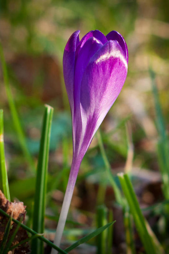 无人,竖图,室外,特写,白天,快乐,日光,英国,盛开,花蕾,藏红花,草,花,花瓣,花朵,鲜花,一朵,花苞,花蕊,摄影,生长,保护,番红花,脆弱,清新,西红花,彩图