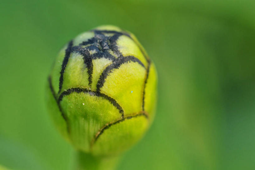 无人,横图,室外,特写,白天,印度尼西亚,小的,首都,花蕾,茉莉,一个,绿色,自然,摄影,生长,单个,清新,雅加达,西爪哇,开端,彩图