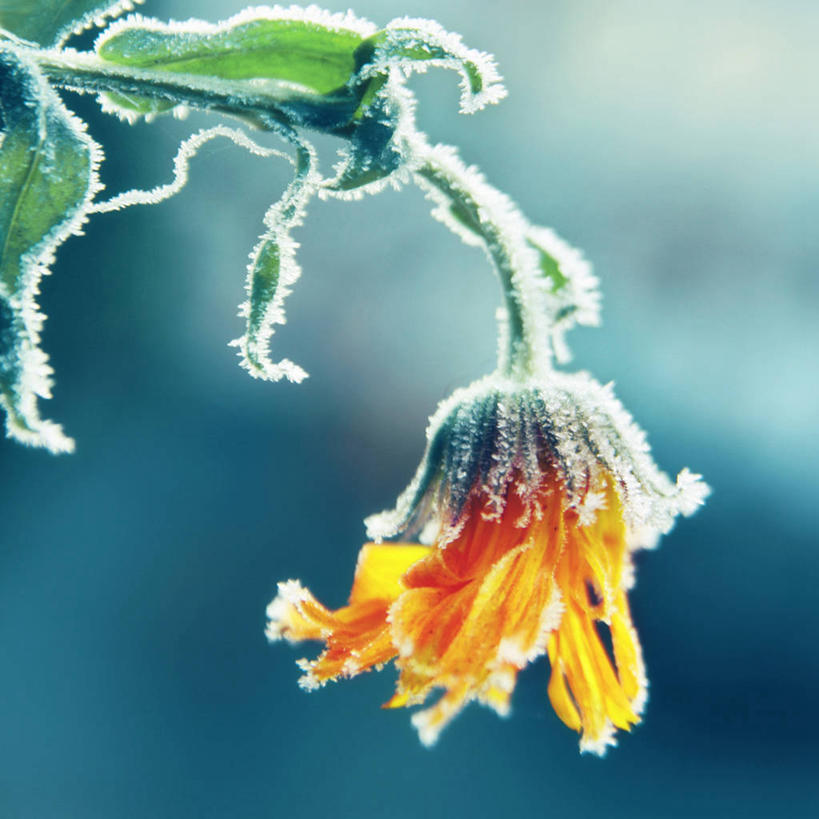 无人,方图,室外,特写,白天,叶子,覆盖,盛开,茎,花蕾,霜,花,花瓣,花朵,鲜花,一朵,自然,花苞,花蕊,橙色,寒冷,摄影,脆弱,金盏花,塞尔维亚,彩图,皮罗特