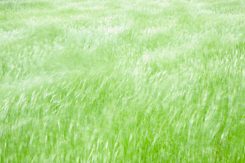 无人,横图,室外,白天,背景,运动模糊,农业,农作物,小麦,风,日本,田地,谷类,草,绿色,自然,摄影,生长,清新,鹿儿岛县,彩图,全画面,全框架,全帧,全画幅