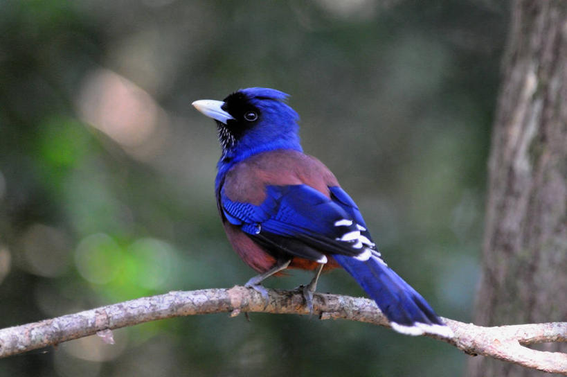 无人,横图,室外,白天,野生动物,日本,鸟类,枝,摄影,栖息,鹿儿岛县,奄美大岛,僵鸟,彩图
