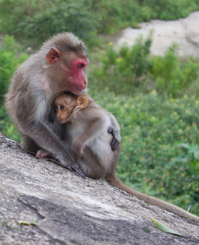 无人,坐,竖图,室外,特写,白天,野生动物,猴子,印度,田地,动物,两只,摄影,卡纳塔克邦,岩石,拥抱,彩图,爱